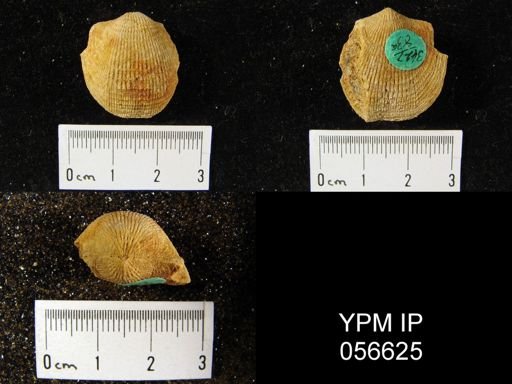 Atrypa reticularis