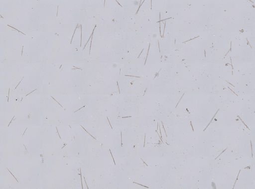 Hispidopetra miniana