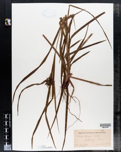 Carex grayi