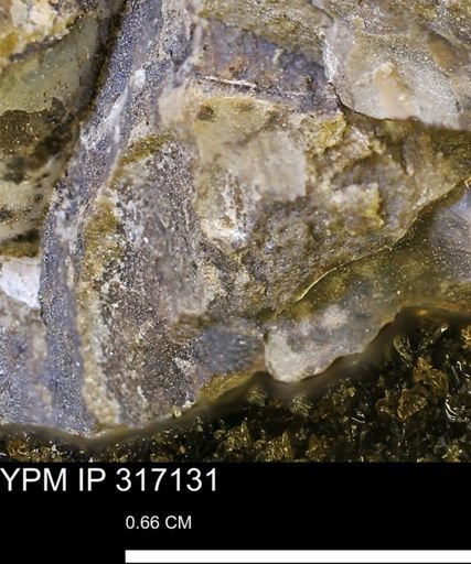 undet. Mollusca