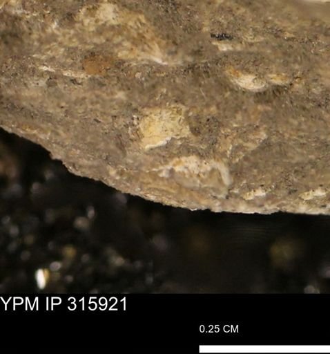 undet. Mollusca
