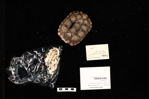 Malacochersus tornieri