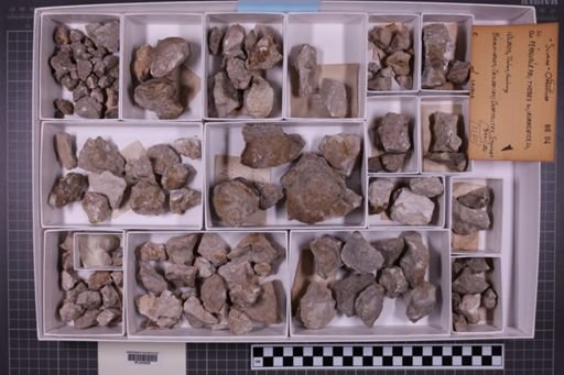 mixed taxa, stratigraphic collection