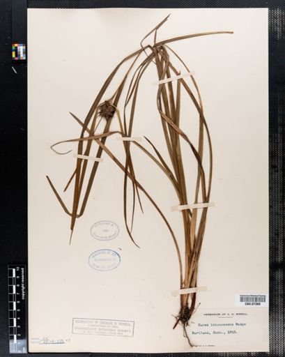 Carex intumescens