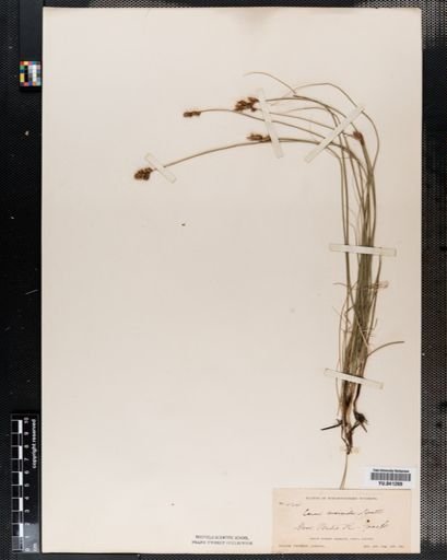 Carex praegracilis