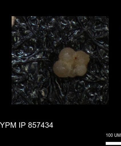 undet. Foraminiferida