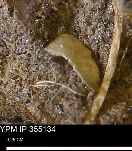 undet. Bivalvia