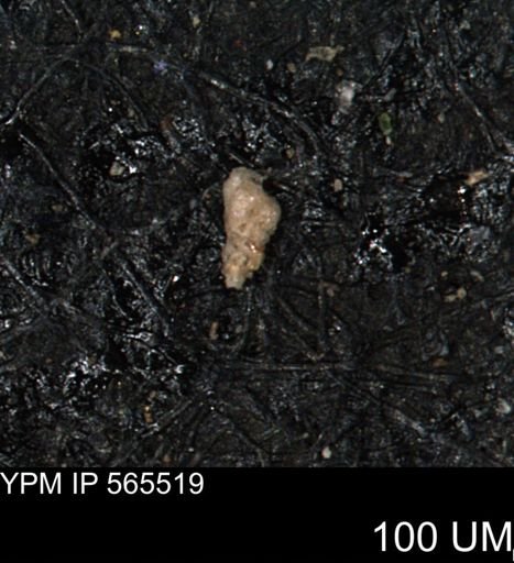 Verneuilina canadensis