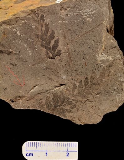 Coniopteris sp.