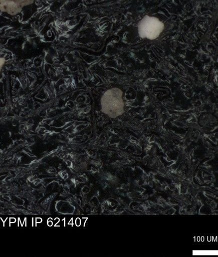 undet. Foraminiferida