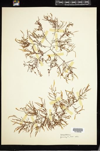 Sargassum