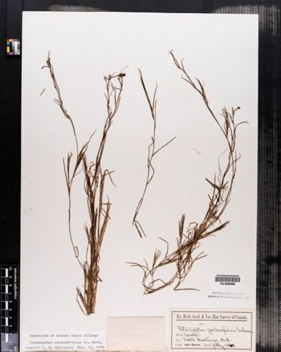 Potamogeton strictifolius