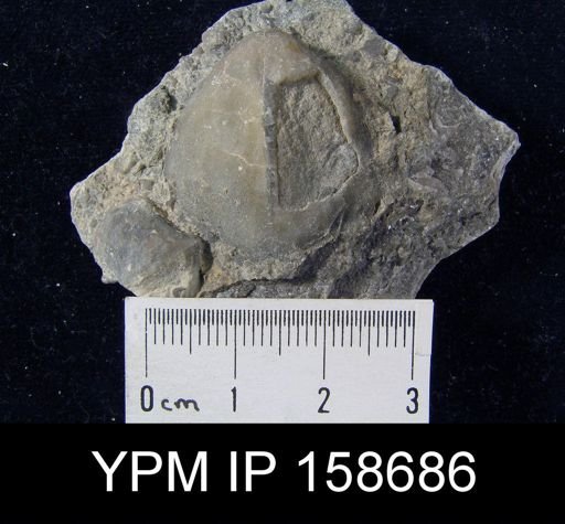 Pentamerus oblongus