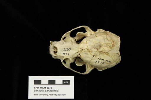 Lontra canadensis canadensis
