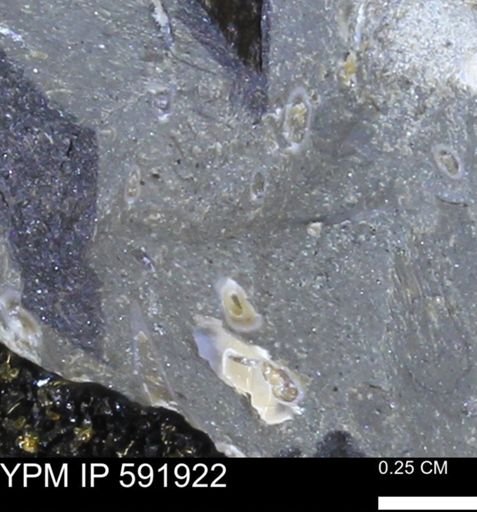 Serpulidae