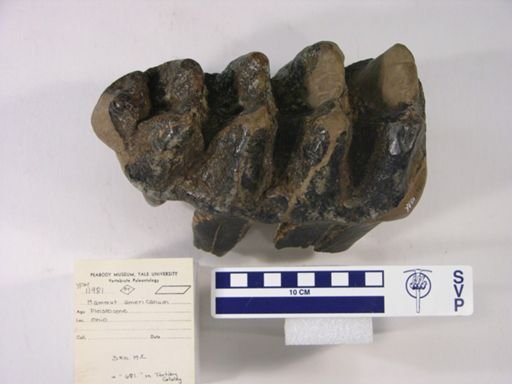 Mammut americanum