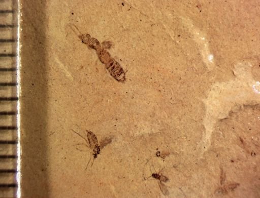 undet. Diptera
