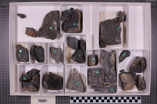 mixed taxa, stratigraphic collection