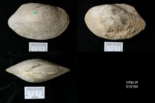 Lamellidens wadiai