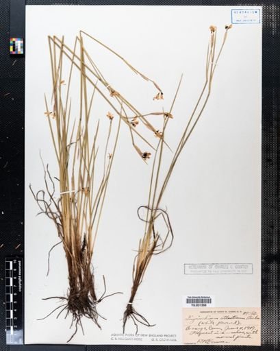 Sisyrinchium atlanticum