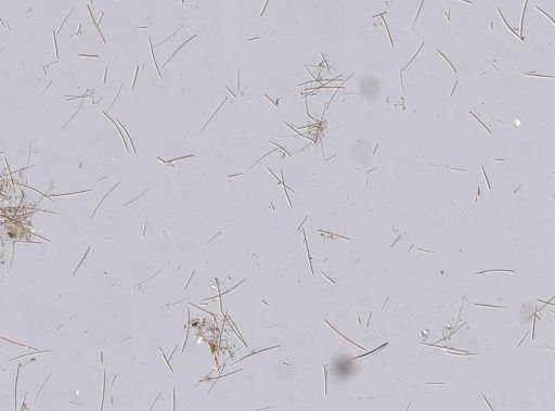 Halichondria sp.