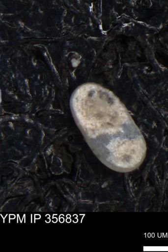 undet. Ostracoda