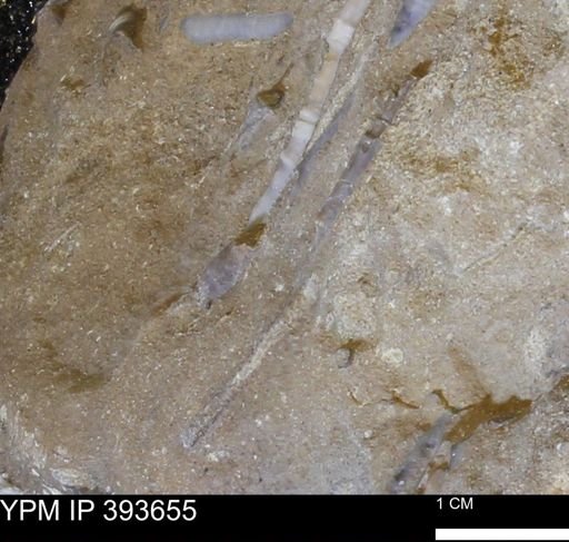 undet. Serpulidae