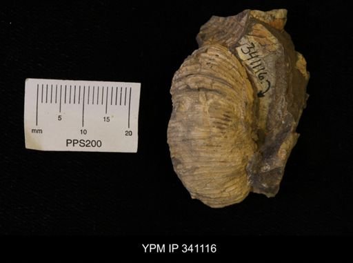 Scaphites sp.
