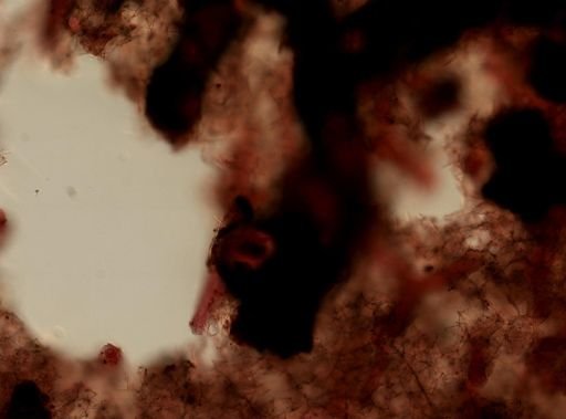 Haliclona sp.