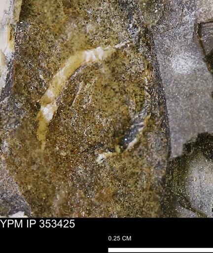 undet. Bivalvia
