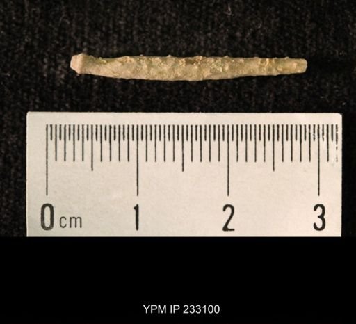 Archaeocidaris sp.