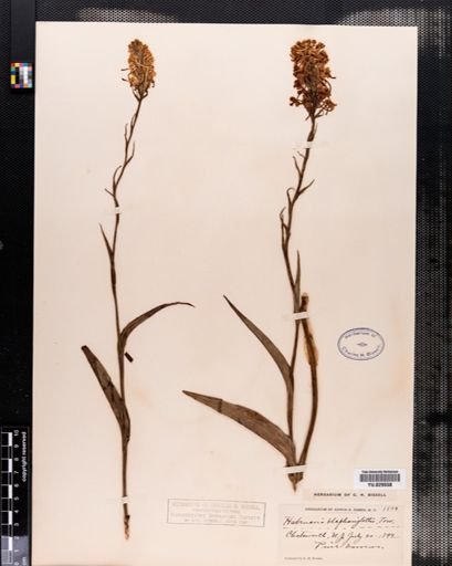 Habenaria