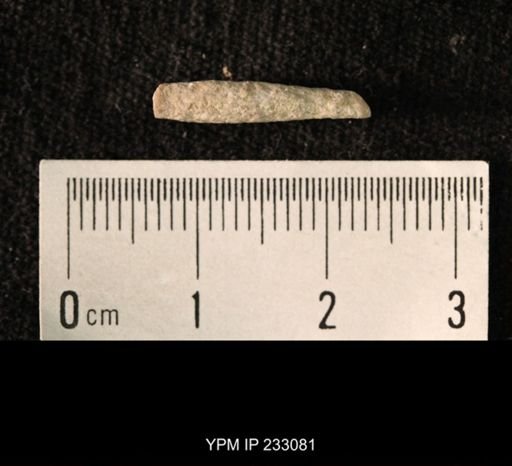 Archaeocidaris sp.
