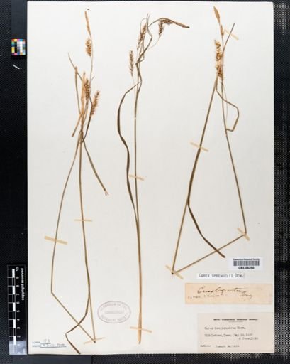 Carex sprengelii