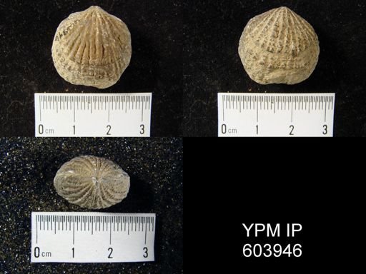 Atrypa sp.