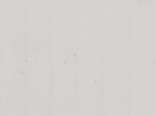 Paramecium polycaryum
