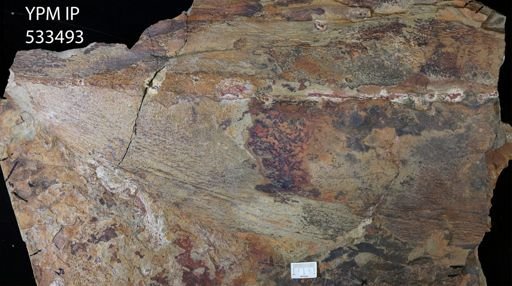Aegirocassis sp.