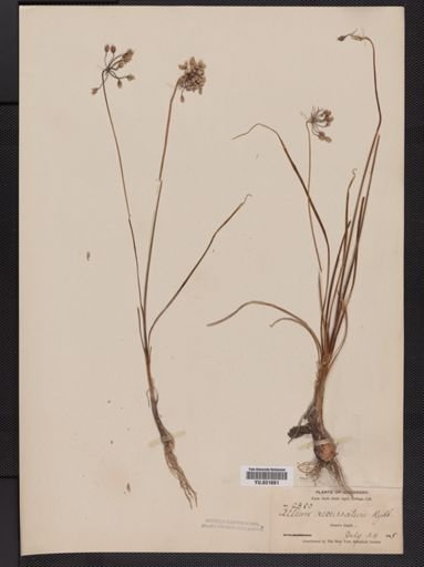 Allium