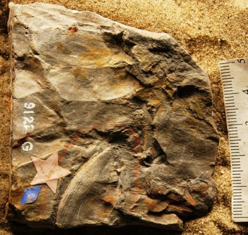 Sphenozamites robustus
