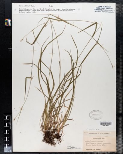 Carex collinsii