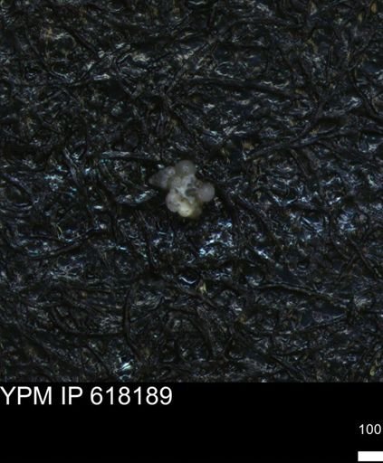 undet. Foraminiferida