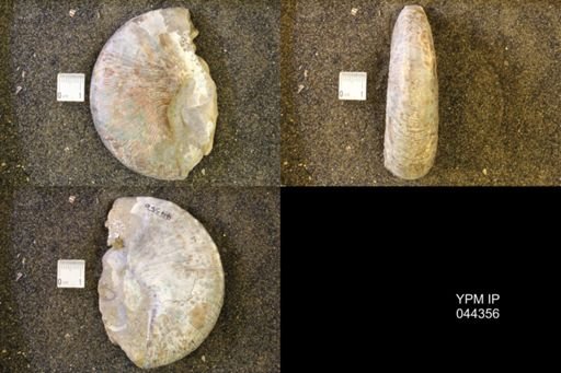 Hoploscaphites comprimus