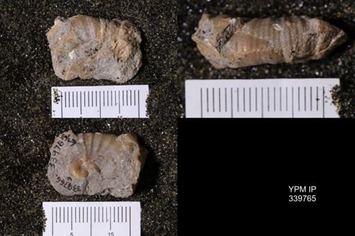 Scaphites whitfieldi