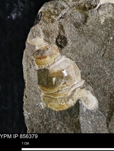 Drepanochilus sp.