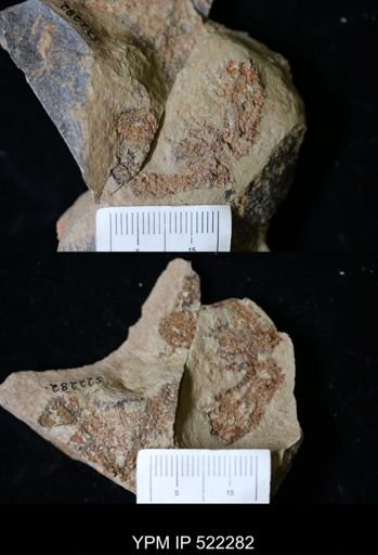 undet. Echinodermata