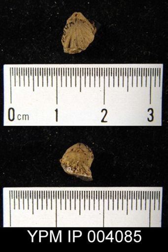 Rhynchospira?
