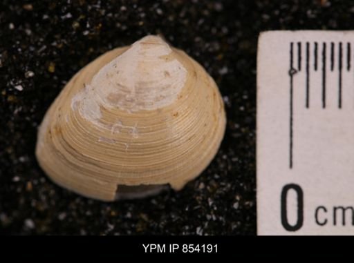Limopsis striatopunctatus