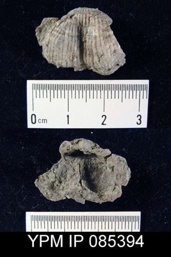 Marginifera lasallensis