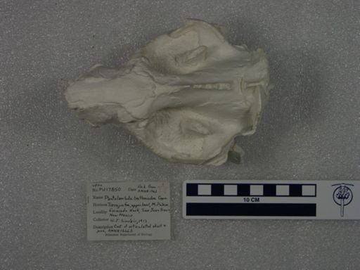 Pantolambda bathmodon
