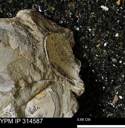 undet. Mollusca